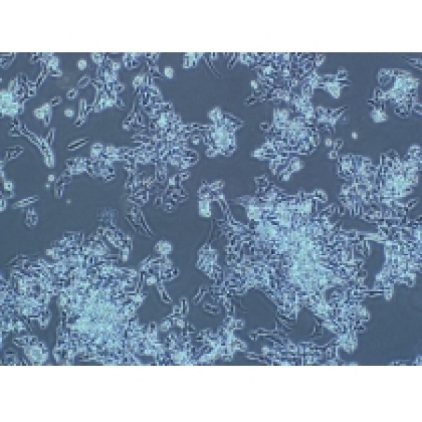 AB.9斑马鱼尾鳍细胞