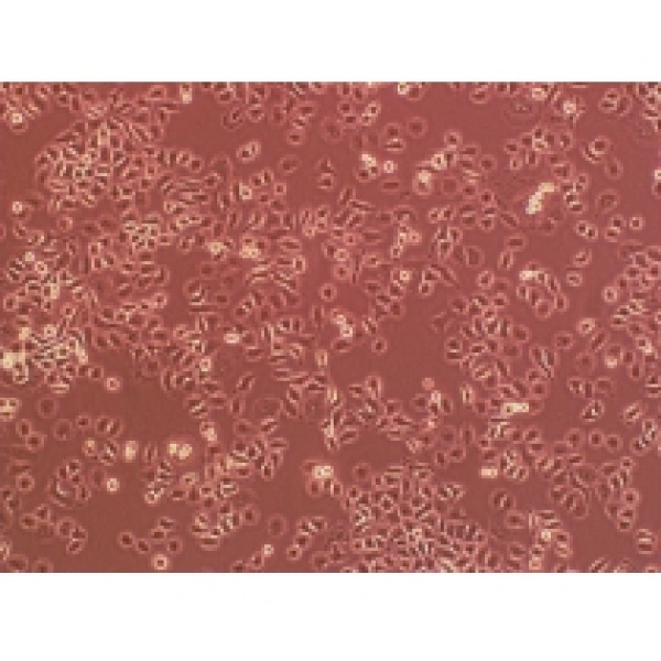 KCL-22人慢性粒细胞白血病细胞