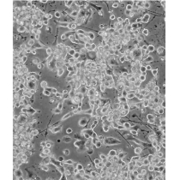 Hela-Cas9-531,Cas9稳定表达的人宫颈癌细胞