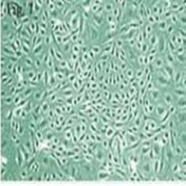 NOMO-1人白血病细胞