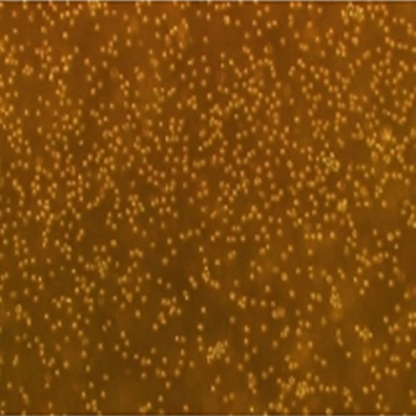 小鼠星形胶质细胞