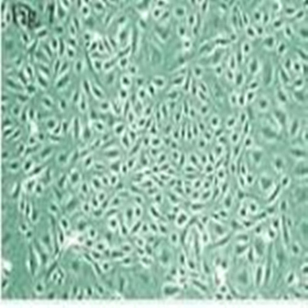 Vero-HCV-NS4A非洲绿猴肾细胞系