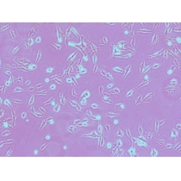 ACC-3人涎水腺样囊性癌细胞