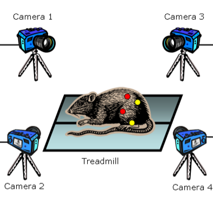 Kissei Kinema Tracer 3D 动物步态分析系统