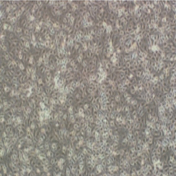 YZ16鲤鱼尾鳍细胞