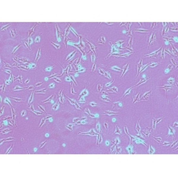 Hela-Cas9-527Cas9稳定表达的人宫颈癌细胞