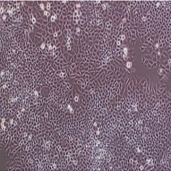 UT-7人原巨核细胞性白血病细胞