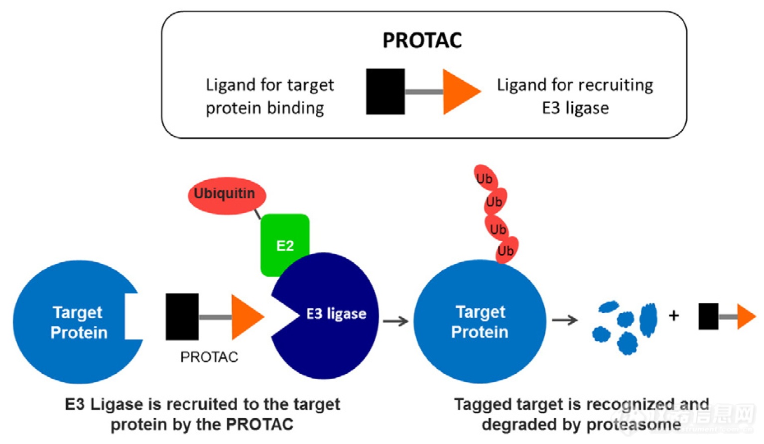 全自动定量Western Blot:全球PROTAC药物研发巨头的共同选择