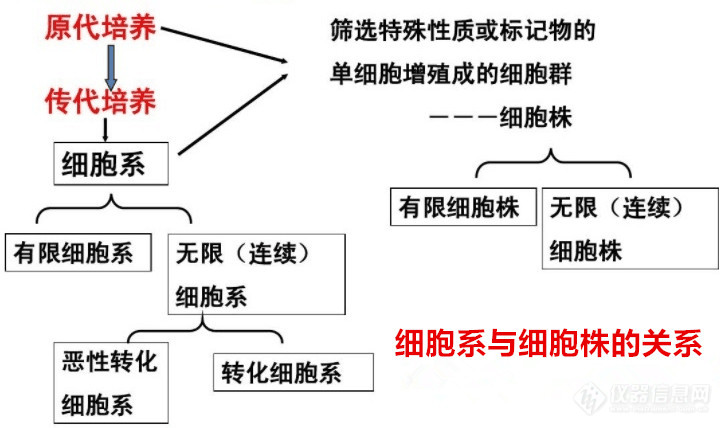 细胞株实验图2.jpg