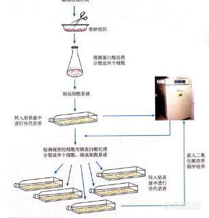 细胞实验图片2.jpg