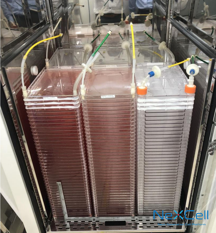 NeXCell生产型二氧化碳培养箱