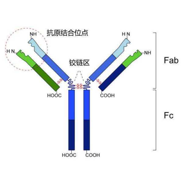 兔抗AFP多克隆抗体免疫磁珠