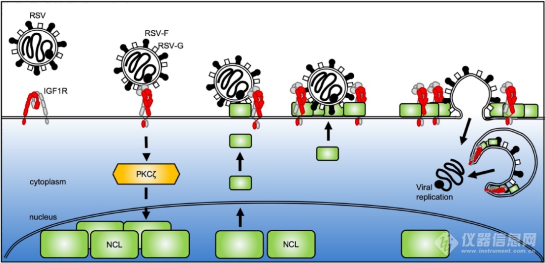 CNS前沿文献追踪–呼吸道合胞病毒RSV进入细胞新机制