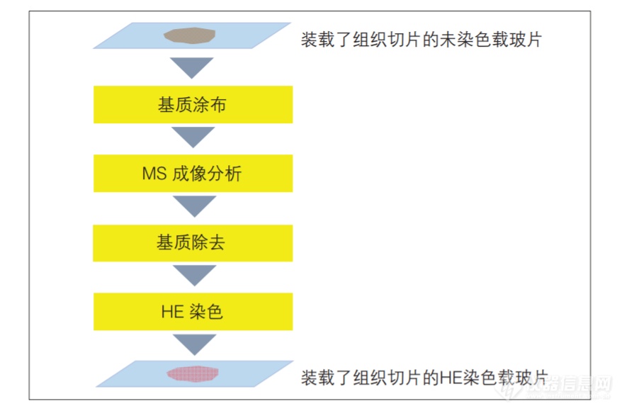 使用 iMScope TRIO 进行的毒性评价研究 