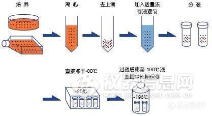 细胞实验图5_wps图片.jpg