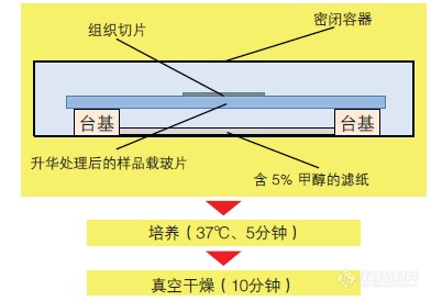 基质升华重结晶法进行低分子量代谢产物质谱成像分析