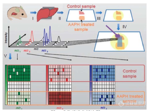 成像质谱：非酒精性脂肪肝病模型小鼠中脂类成分的可视化分析