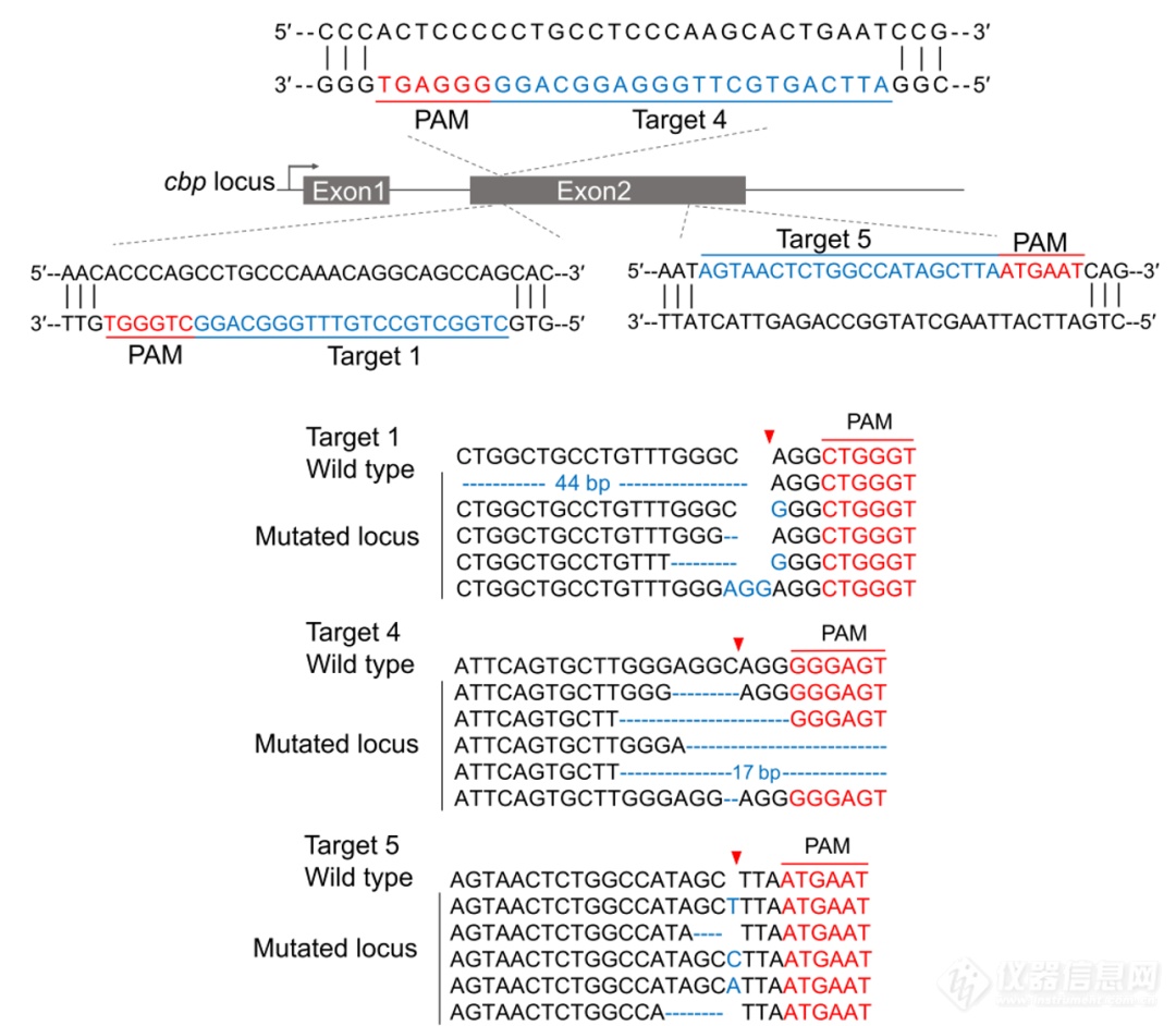 科研快讯 | MGISEQ-200助力CRISPR基因编辑系统的特异性精准开发 