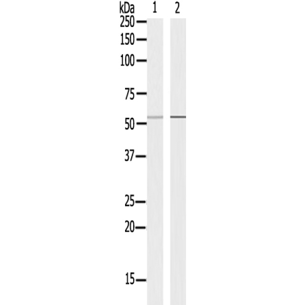 兔抗WASF3多克隆抗体