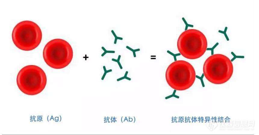 兔抗pom121多克隆抗体