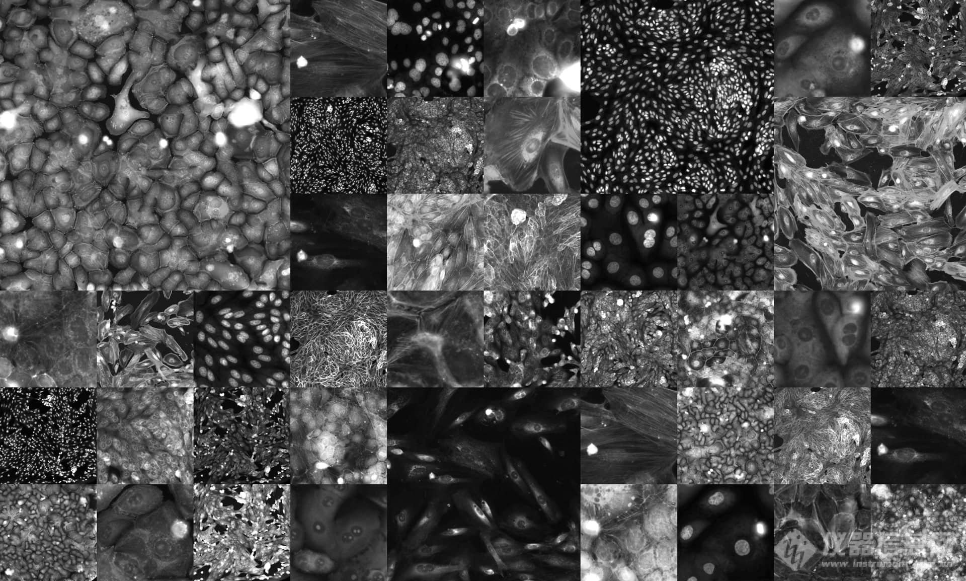 Molecular Devices的成像系统助力Recursion公司生成最大的公开可用的人类细胞形态学数据集来用于COVID-19治疗研究