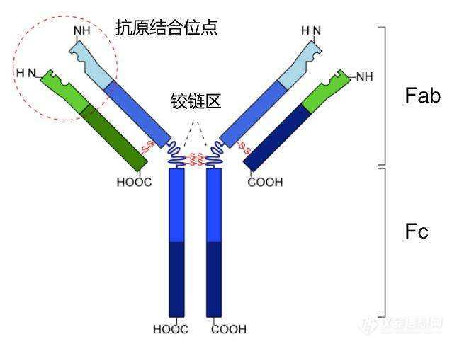 小鼠抗rubisco单克隆抗体_价格_上海酶联生物科技有限公司