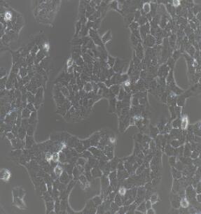A-673细胞（提供STR鉴定报告）