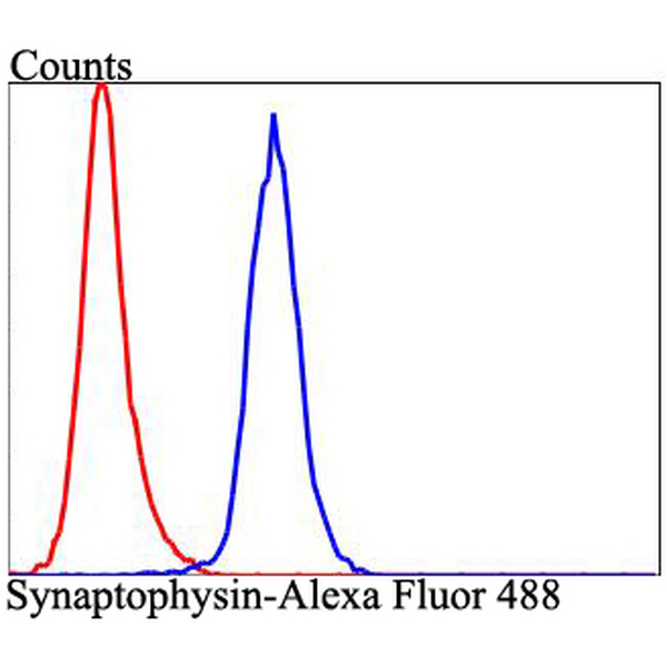 Anti-EGFR antibody