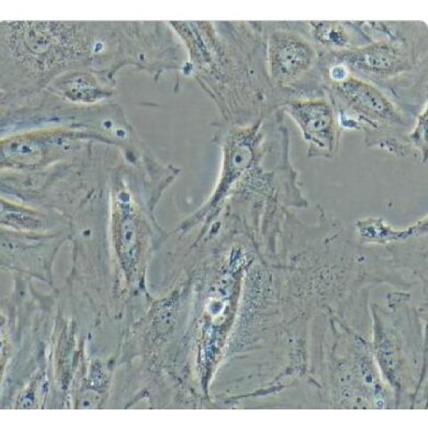 大鼠脑微血管内皮细胞永生化