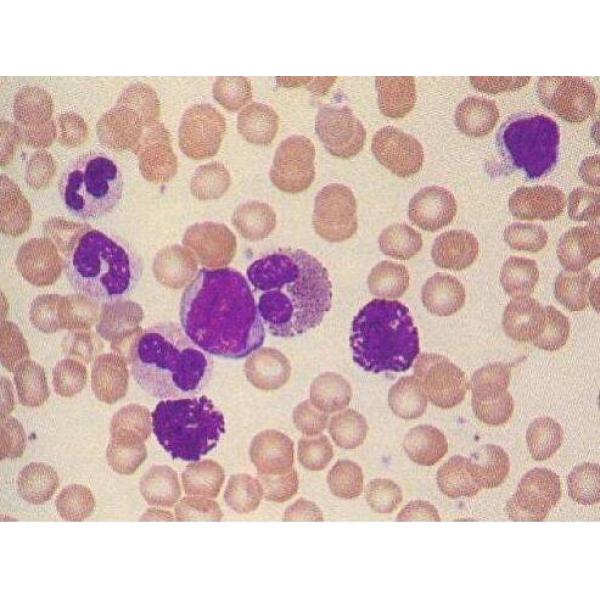 A3细胞（提供STR鉴定报告）
