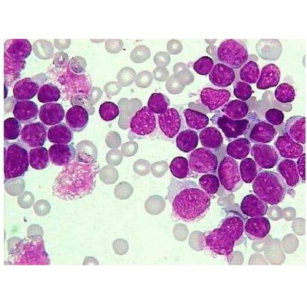 L1210细胞（提供STR鉴定报告）