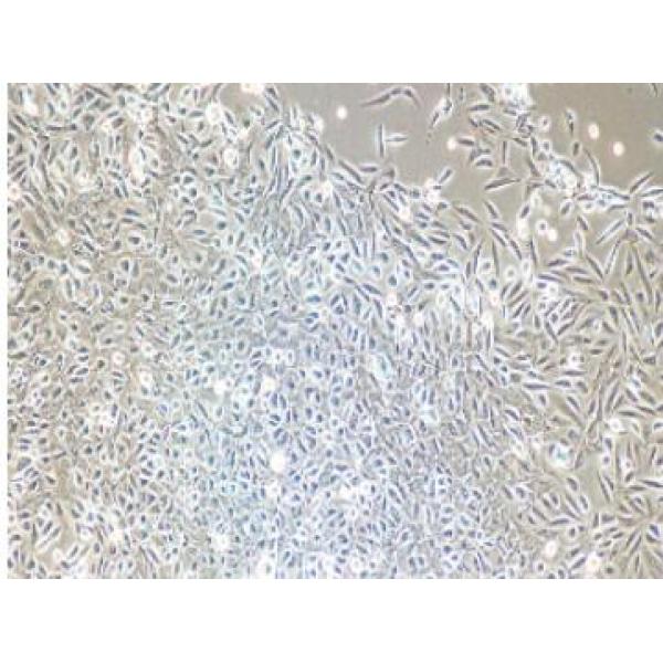 大鼠脉胳膜成纤维细胞