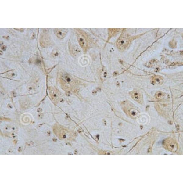 小鼠脊髓神经元细胞