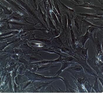 真皮干细胞图片