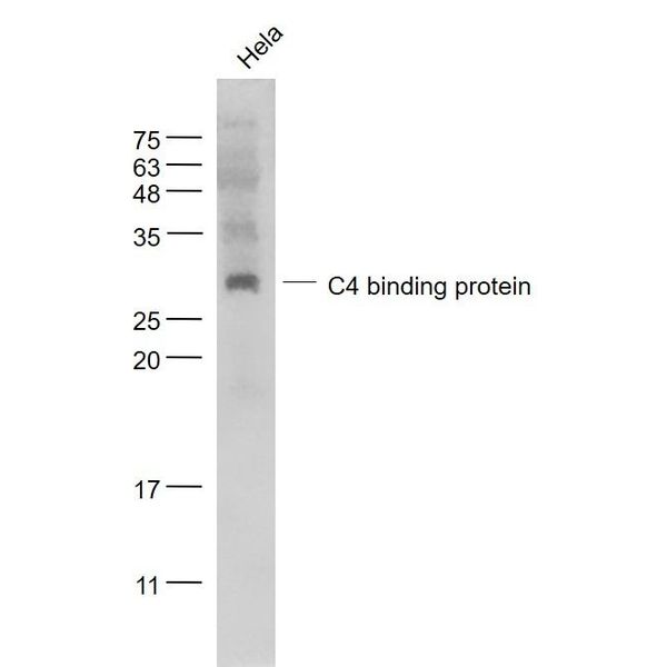 Anti-C4 binding protein antibody