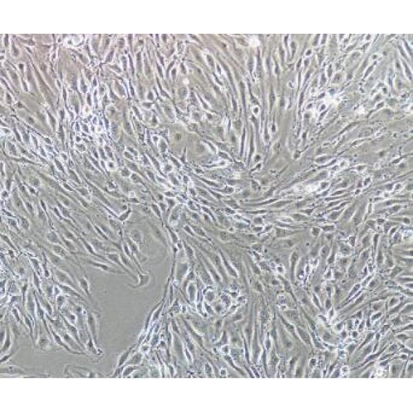 MAEC 小鼠主动脉内皮细胞
