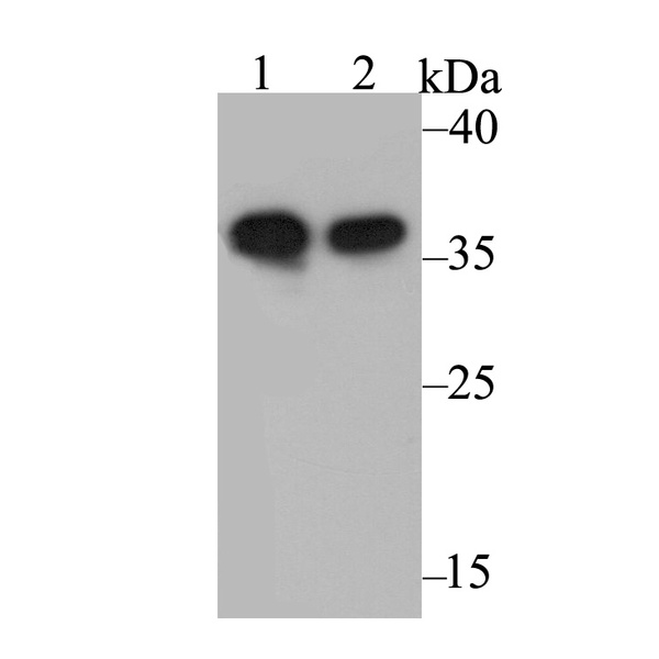 Anti-Annexin A1 antibody