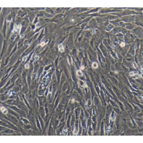 小鼠骨髓间充质干细胞