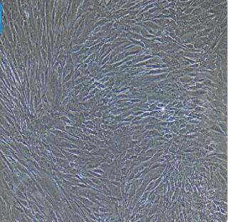 成纤维细胞光镜图片