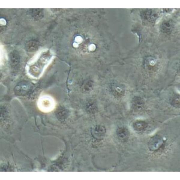 COS-7 非洲绿猴肾细胞 SV40转化
