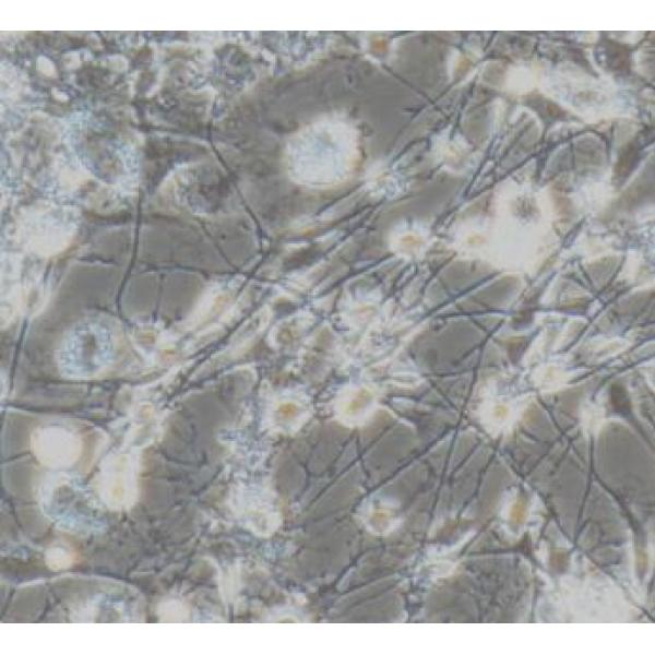 小鼠肾周细胞