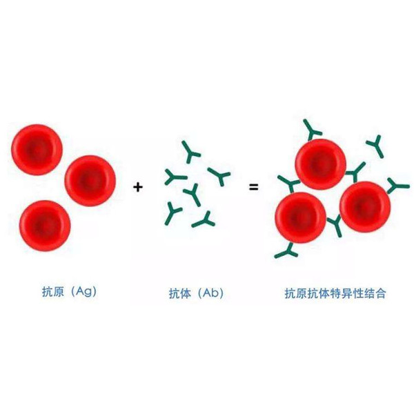 兔抗ADNP多克隆抗体