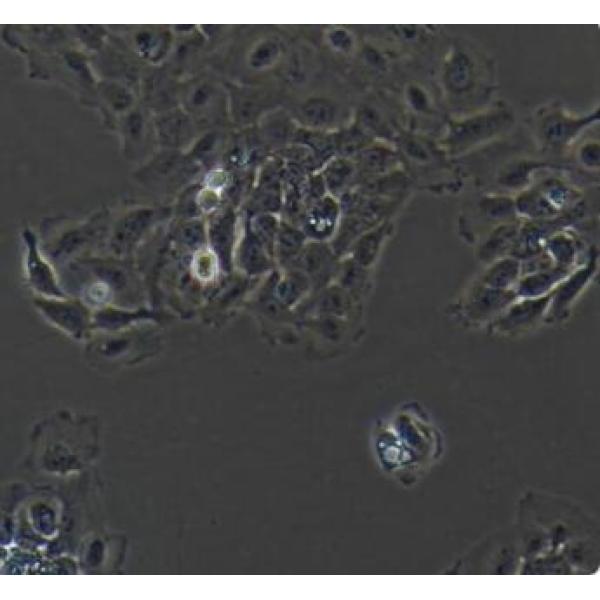 NCI-H292 人肺癌细胞(淋巴结转移)(通过STR鉴定)
