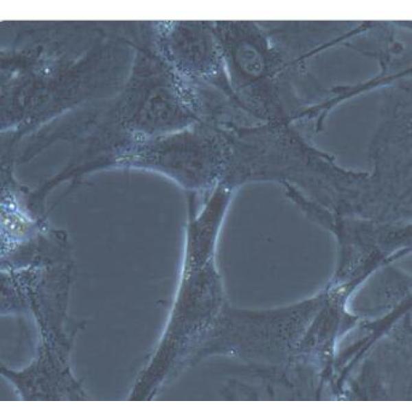 兔DRG神经元细胞