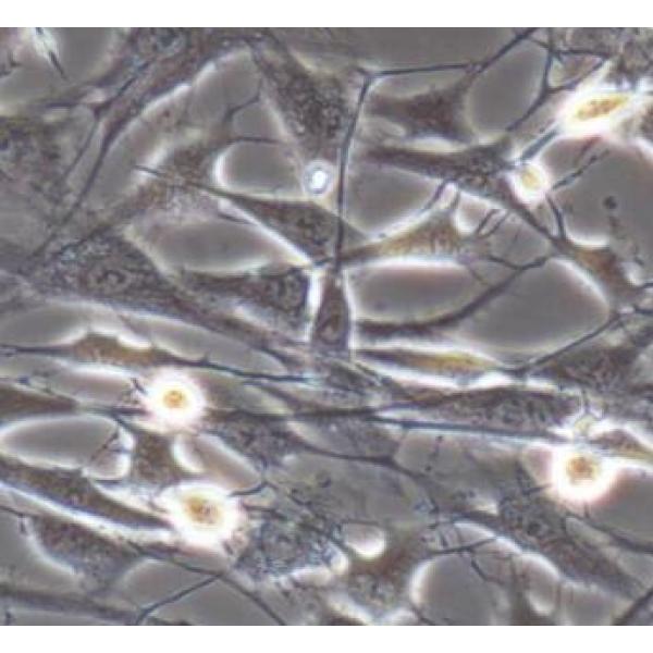 兔纤维环细胞