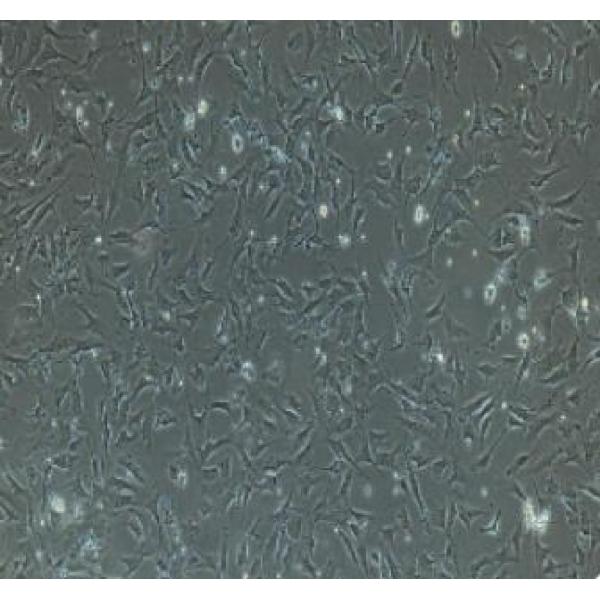 小鼠肾上腺皮质细胞