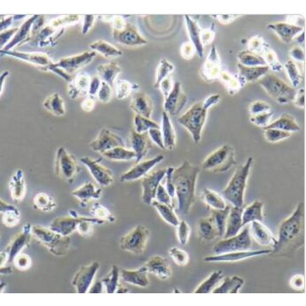 HFL1 人肺成纤维细胞(通过STR鉴定)