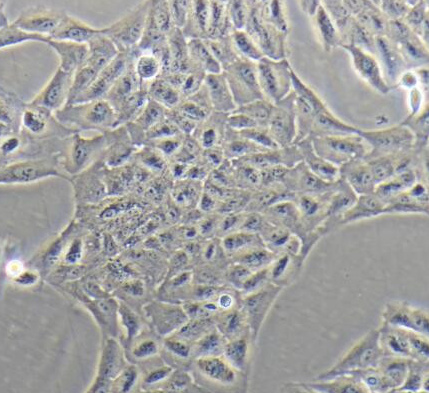 ARPE-19细胞（提供STR鉴定报告）