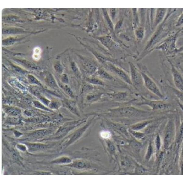 ND7/23 大鼠神经母细胞小鼠神经元细胞融合细胞