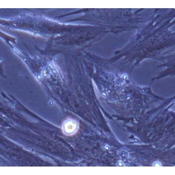 兔主动脉瓣膜间质细胞